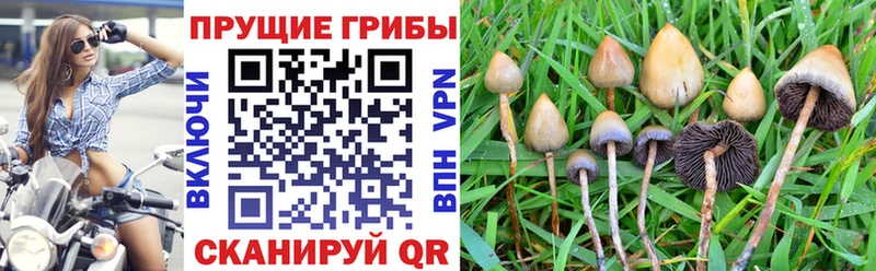 Псилоцибиновые грибы Psilocybe  купить наркотики цена  Электрогорск 